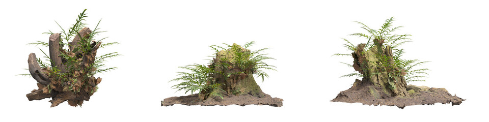Dry wood with plants collection cut out on transparent background for decoration. high quality 3d rendering. png format	
