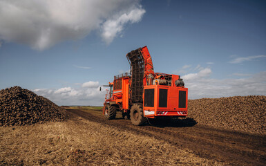 A lot of vegetables, raw food. Beet harvester is on the agricultural field at daytime
