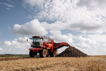 Obraz premium A lot of vegetables, raw food. Beet harvester is on the agricultural field at daytime