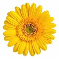 Bright yellow gerbera daisy bloom isolated on white background