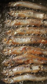 Shishamo or capelin fish frying in hot oil on a pan.