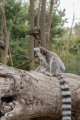 Ring-tailed lemur sitting in the sun, displaying its distinctive black-and-white striped tail in a natural environment.