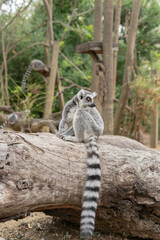 Portrait of a Madagascar lemur resting on a wooden log with a curious expression and natural background.