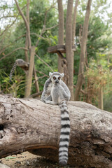 Photograph of a ring-tailed African lemur in a relaxed pose, showing its characteristic gray fur and striped tail.