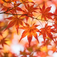 Autumn mountains and roads dyed in red and yellow maple leaves
