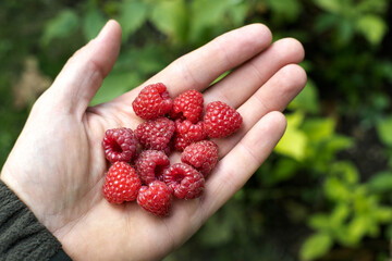 Raspberries, a red delicacy from the garden.
