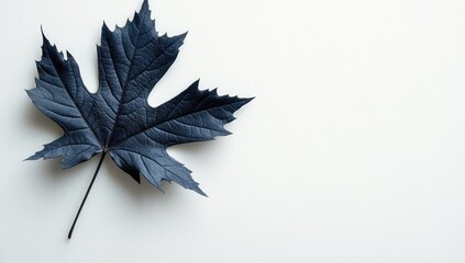 Deep blue, textured maple leaf on a smooth, white surface