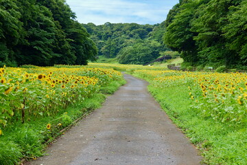 横須賀, くりはま花の国のひまわり畑
