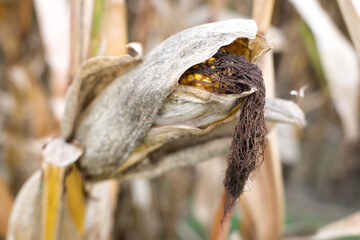 Ripe corn cob ready for harvest.
