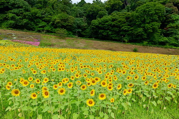横須賀, くりはま花の国のひまわり畑
