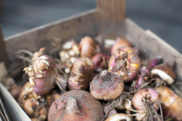 Flower bulbs taken out of the ground for the winter, gladioli.
