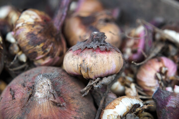 Flower bulbs taken out of the ground for the winter, gladioli.
