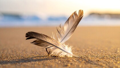 Two feathers on sandy beach at sunrise