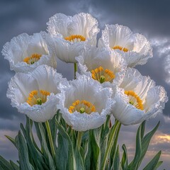 White poppy blooms against dramatic, cloudy sky, soft lighting