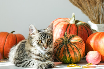 Cute tabby kitten rests on table beside pumpkins, apples and dried plants in natural sunlight. Ideal for conveying themes of fall, coziness and charm of pets during harvest season