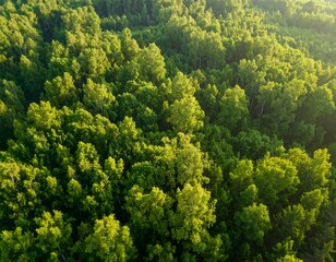 Lush Green Canopy Overhead