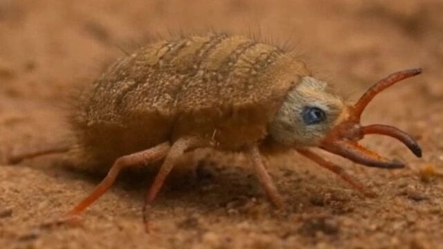A 3D CGI animation showing an antlion larva digging in the ground, created as a conceptual insect illustration. Digital artwork emphasizing insect behavior in nature.