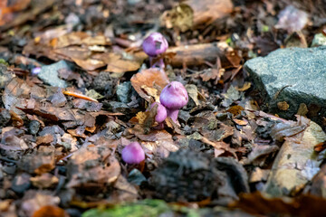 Hongos del bosque
