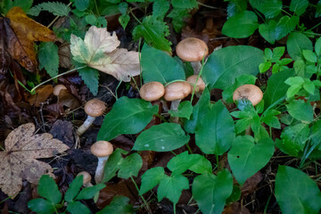 Hongos del bosque