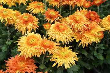 Obraz premium Field of Blooming Yellow Chrysanthemums in Autumn