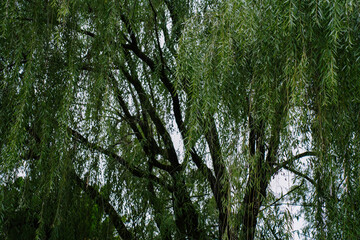 Fototapeta premium Willow tree in gloomy day