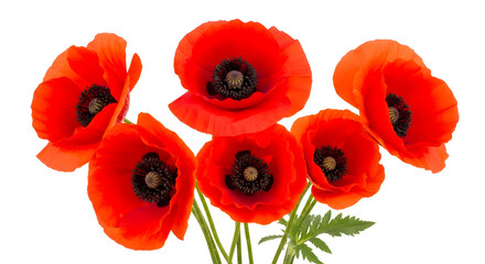 Obraz premium Vivid Red Poppies Captivate Isolated on White Anemone Papaver Somniferum Flowers Blossoming Freshly in a Springtime Display Wildflower Background is a Beautiful Scene