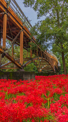 巾着田　あいあい橋と満開の彼岸花　絶景　縦構図