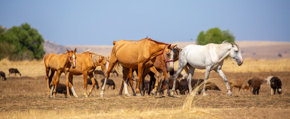 A herd of horses graze in the meadow in summer, eat grass, walk and frolic. Pregnant horses and foals, livestock breeding concept.