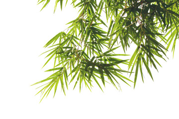 Bamboo leaves and branches isolated on transparent background