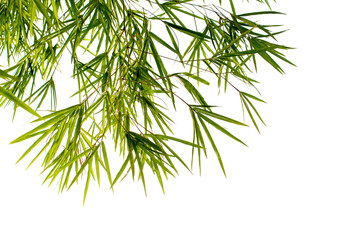 Bamboo leaves and branches isolated on transparent background