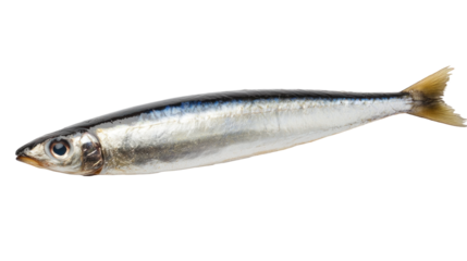 Atlantic Mackerel Fish