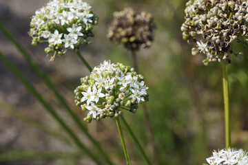 Flowers and seed of Allium tuberosum (Garlic chives, Oriental garlic, Asian chives, Chinese chives, Chinese leek). October, Netherlands.
