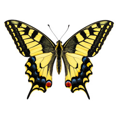 Fototapeta premium Flying Papilio Machaon Butterfly, Top-Down View, Isolated on Transparent Background