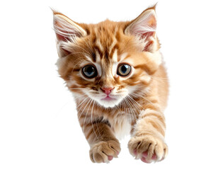 Obraz premium Cheerful Kitten Leaping with Joy, Transparent Background PNG