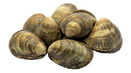 seashell isolated on white