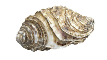 seashell isolated on white