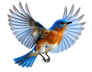 A vibrant blue bird in mid-flight, wings spread against a stark black background
