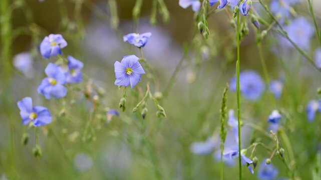Video of flax flowers in a meadow