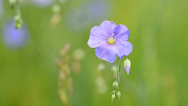 Video of flax flowers in a meadow