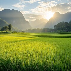 Lush green rice paddies stretch beneath a vibrant sunrise