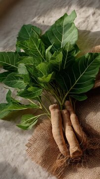 Ashwagandha roots displayed with green leaves beside them, natural setup on burlap or linen fabric, sunlight filtering gently, traditional healing and adaptogen concept, clean and earthy feel