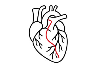 Obraz premium Anatomical human heart outline with a highlighted red path representing a coronary artery