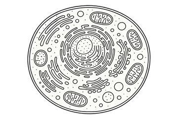 Biological cell structure with nucleus, mitochondria, and endoplasmic reticulum