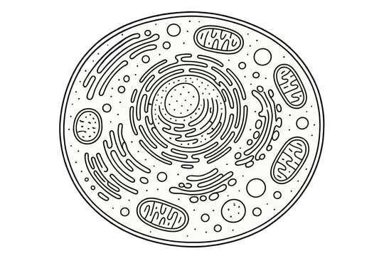 Biological cell structure with nucleus, mitochondria, and endoplasmic reticulum