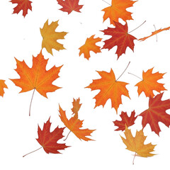 Orange and red autumn maple leaves falling, 3D illustration, white background