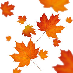Fototapeta premium Orange and red autumn maple leaves falling, 3D illustration, white background