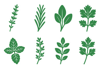 Collection of fresh green culinary herbs and aromatic spices for cooking and seasoning