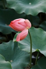 Pink Lotus Flower 