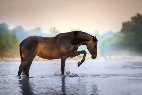 Horse in mountain river