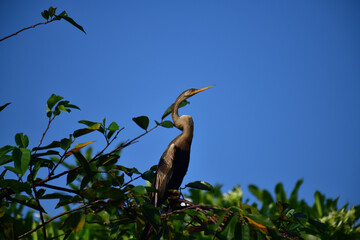 This image features an Oriental darter, or snakebird, a striking waterbird with a remarkably long,...